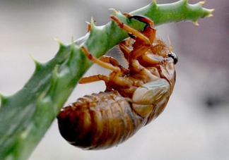 活金蟬怎么保存？活金蟬怎么保存時(shí)間長？