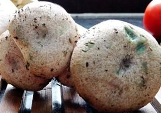 怎樣鑒別重陽菌是否有毒？重陽菌是發(fā)物嗎