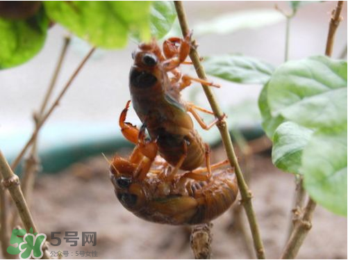 知了猴可以人工養(yǎng)殖嗎？知了猴怎么養(yǎng)殖？