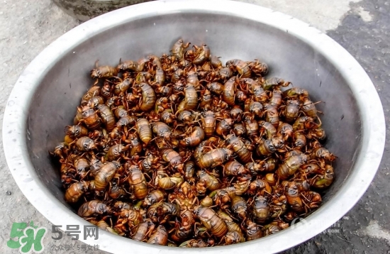 知了猴孕婦可以吃嗎？孕婦能吃知了猴嗎？