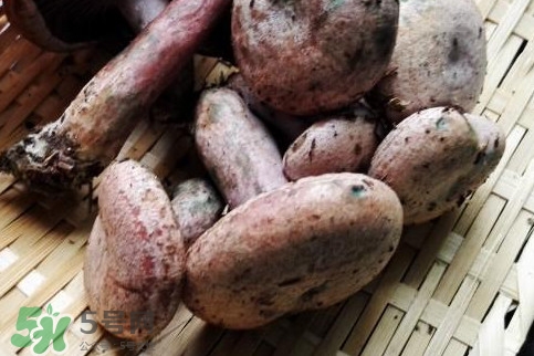 重陽菌怎么做好吃？吃重陽菌有什么好處