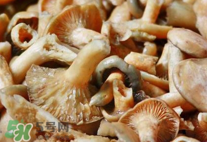 怎樣鑒別重陽菌是否有毒？重陽菌是發(fā)物嗎