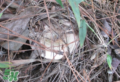 樅樹菌幾月才有？樅樹菌什么時(shí)候才有