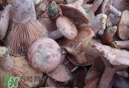 樅樹菌孕婦可以吃嗎？孕婦能吃樅樹菌嗎