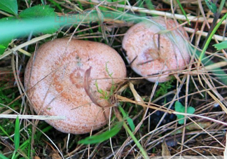 樅樹菌孕婦可以吃嗎？孕婦能吃樅樹菌嗎