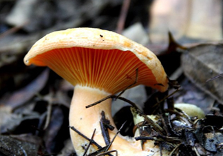 樅樹菌有毒嗎？樅樹菌怎么做好吃？