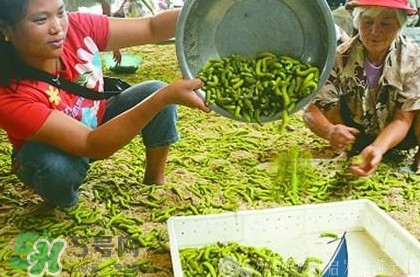 豆丹是什么？豆丹多少錢一斤？