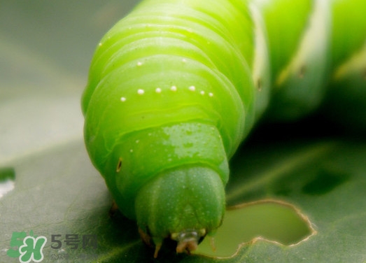 豆丹如何宰殺?。慷沟た梢允覂瑞B(yǎng)殖嗎？