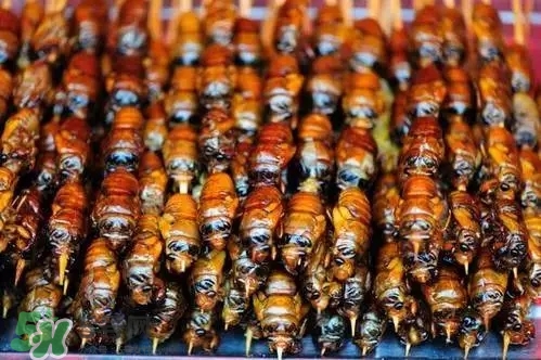 知了猴可以放冰箱嗎？知了猴可以冷凍嗎？