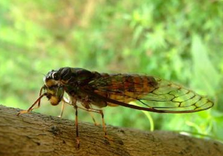 知了猴可以人工養(yǎng)殖嗎？知了猴怎么養(yǎng)殖？
