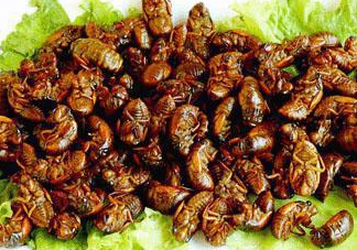 金蟬多少錢一斤？金蟬多少錢一斤2017？