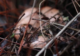 樅樹菌怎樣保存至冬季？樅樹菌能和榨菜一起吃嗎