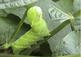 豆丹如何宰殺??？豆丹可以室內(nèi)養(yǎng)殖嗎？