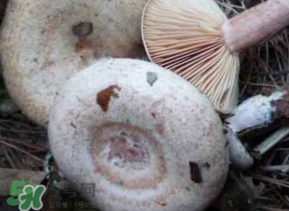 樅樹菌孕婦可以吃嗎？孕婦能吃樅樹菌嗎