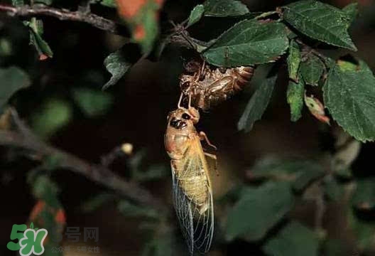 知了吃什么？知了吃什么食物？