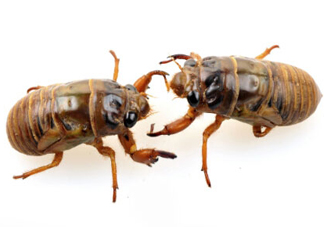 知了猴可以放冰箱嗎？知了猴可以冷凍嗎？