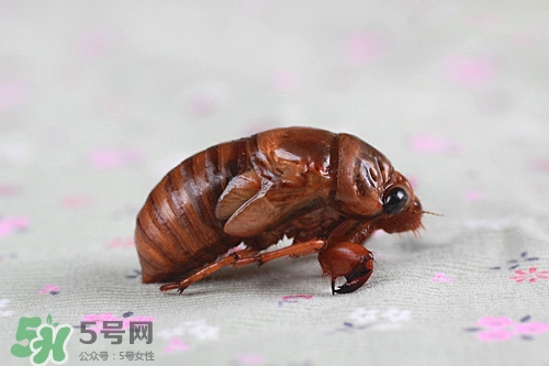 知了猴可以放冰箱嗎？知了猴可以冷凍嗎？