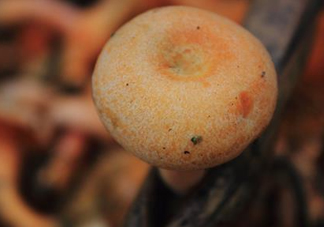 重陽菌可以種植嗎？重陽菌為什么不能人工種植？