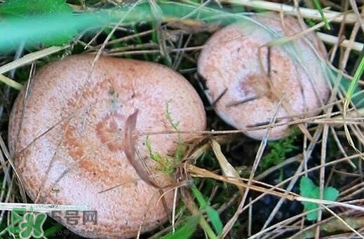 重陽菌多少錢一斤？重陽菌怎么清洗