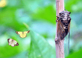 知了怎么保存不發(fā)黑？知了猴變黑了怎么辦？