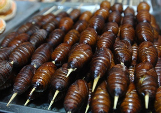 蟬蛹吃什么部位？蟬蛹都有哪些營(yíng)養(yǎng)價(jià)值