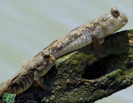 跳跳魚刺多嗎？跳跳魚小孩可以吃嗎