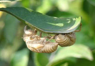 水煮蟬蛹怎么做？蟬蛹煮多久可以熟？