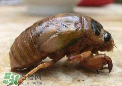 幼蟬猴多少錢一斤？幼蟬猴幾月份有