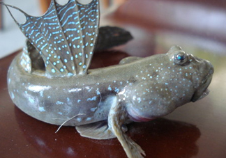 彈涂魚是兩棲動(dòng)物嗎？彈涂魚營(yíng)養(yǎng)價(jià)值有哪些