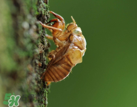 蟬蛹什么時(shí)候出來？蟬蛹什么時(shí)候最多