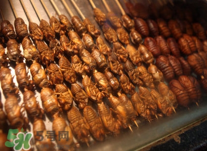 蟬蛹多少錢一斤？野生蟬蛹多少錢一斤