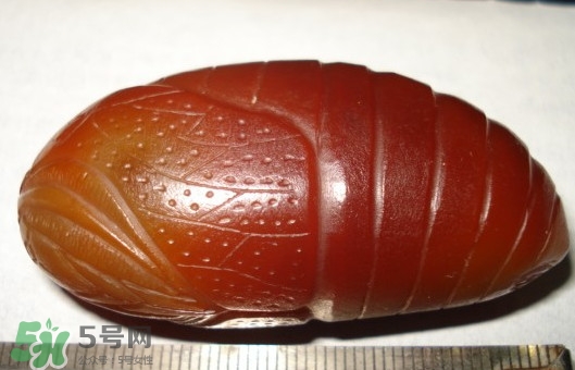 蟬蛹有寄生蟲嗎？蟬蛹有毒嗎