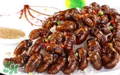 水煮蟬蛹怎么做？蟬蛹煮多久可以熟？