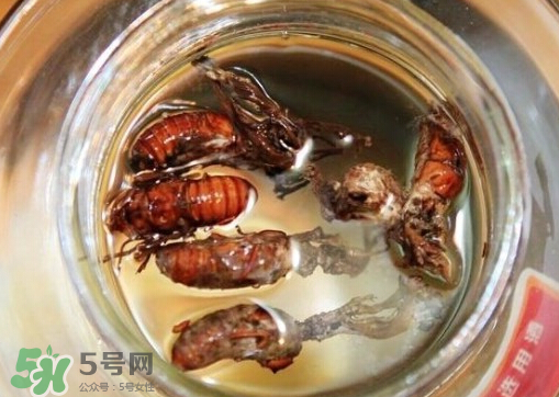 知了猴可以泡酒嗎？金蟬可以泡酒嗎？