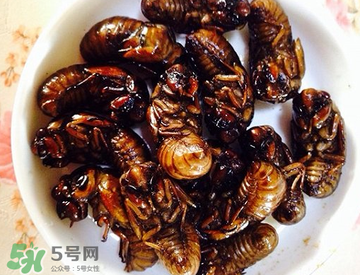 知了猴可以泡酒嗎？金蟬可以泡酒嗎？