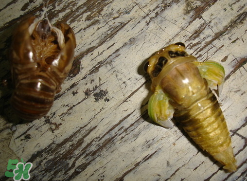 知了猴可以泡酒嗎？金蟬可以泡酒嗎？