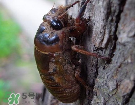 蟬蛹什么人不能吃？蟬蛹不能和什么一起吃