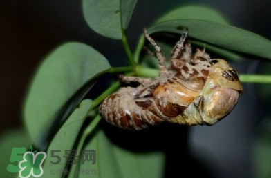 幼蟬猴怎么抓？幼蟬猴什么時候抓最好