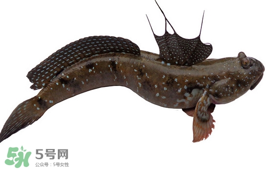 跳跳魚(yú)多少錢一斤？跳跳魚(yú)是淡水魚(yú)嗎？