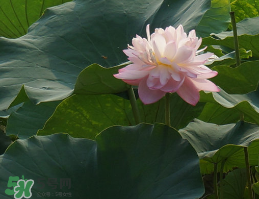 2017年中伏是哪一天？中伏是幾月幾日2017？