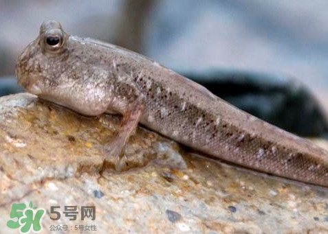 跳跳魚(yú)怎么做好吃？跳跳魚(yú)的最好吃做法