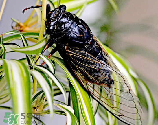 知了能活多長時間？知了可以活多久？