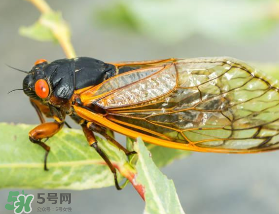 知了能活多長時間？知了可以活多久？