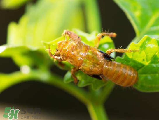 知了能活多長時間？知了可以活多久？