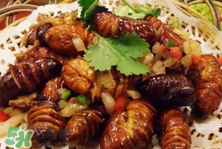 蟬蛹多少錢一斤？野生蟬蛹多少錢一斤