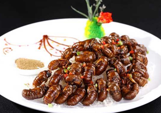 蟬蛹可以多吃嗎？蟬蛹多吃會(huì)怎么樣？