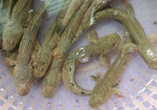 彈涂魚多少錢一斤？彈涂魚有毒嗎