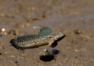 跳跳魚多少錢一斤？跳跳魚是淡水魚嗎？