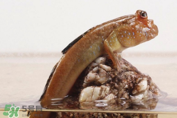 彈涂魚能吃嗎？彈涂魚怎么抓