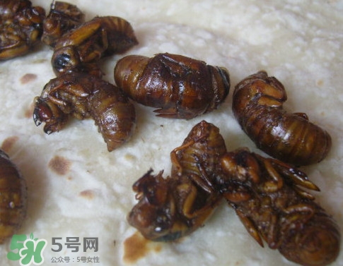 蟬蛹可以保存多長(zhǎng)時(shí)間？蟬蛹冰凍起來能保存多久